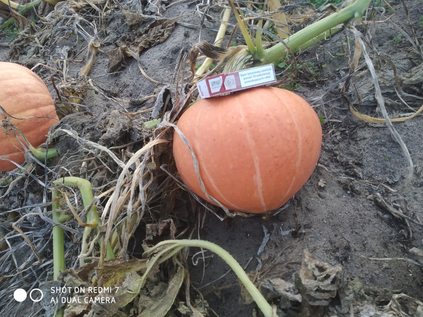 Hola, tengo que ofrecer calabazas Otylia en su conjunto o convertidas en la industria