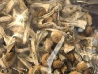 Cultivamos las mejores setas y tope con productos ecológicos