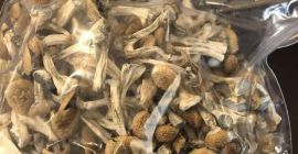Cultivamos las mejores setas y tope con productos ecológicos muy recomendables tanto para los pacientes como para el consumo domiciliario