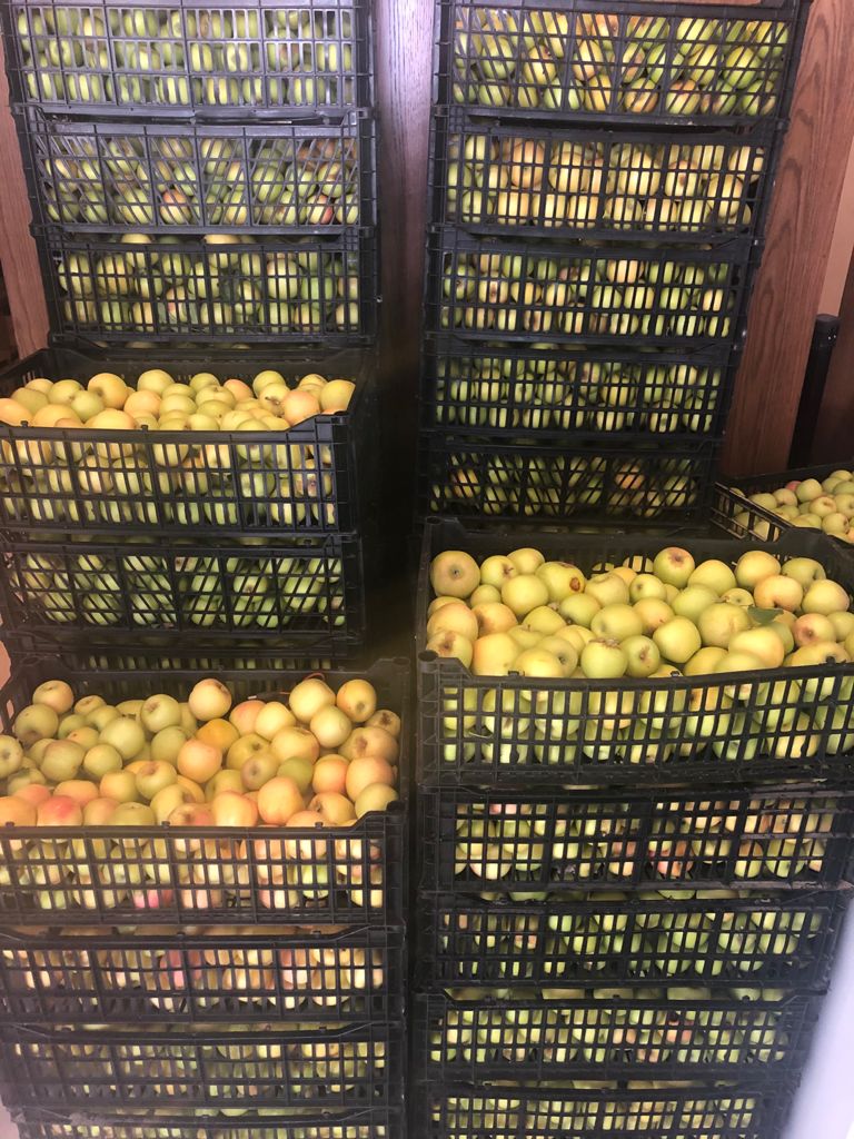 La Golden es amarilla de piel lisa y pulpa blanca, consistente, jugosa, crujiente y de sabor dulce