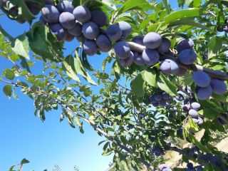 Los frutos son muy sanos, dulces y fragantes.