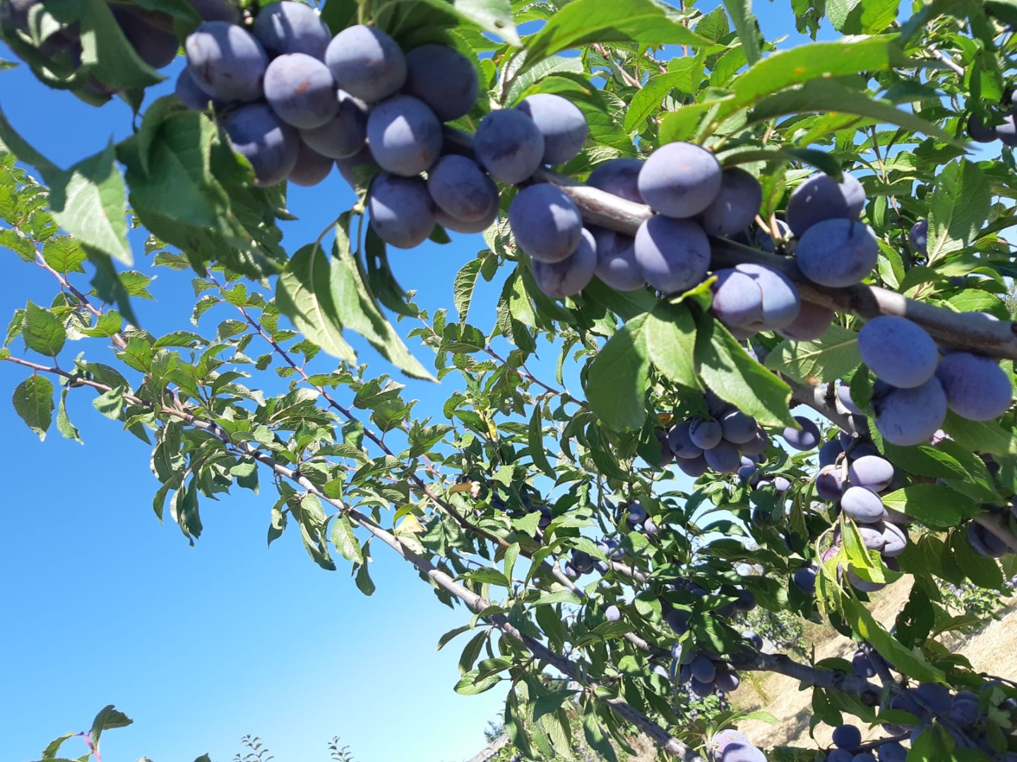 Los frutos son muy sanos, dulces y fragantes