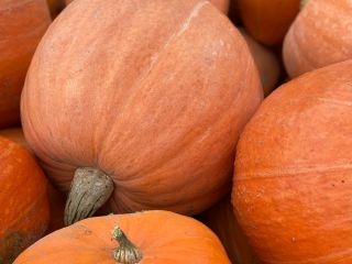 Venderé una calabaza gigante. Peso de unos 20 kg.