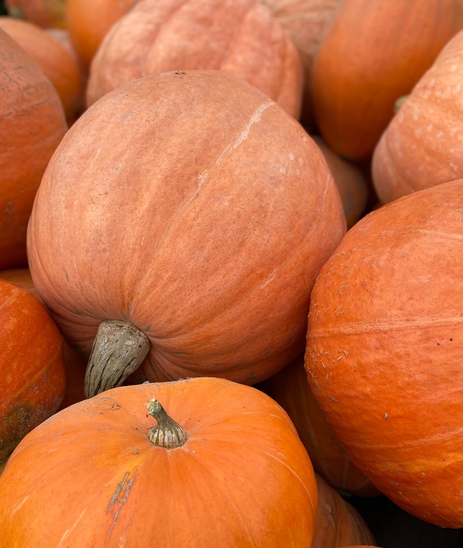 Venderé una calabaza gigante