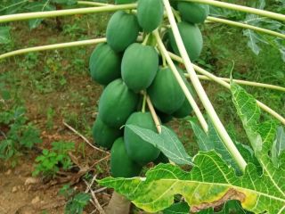 Papaya esta