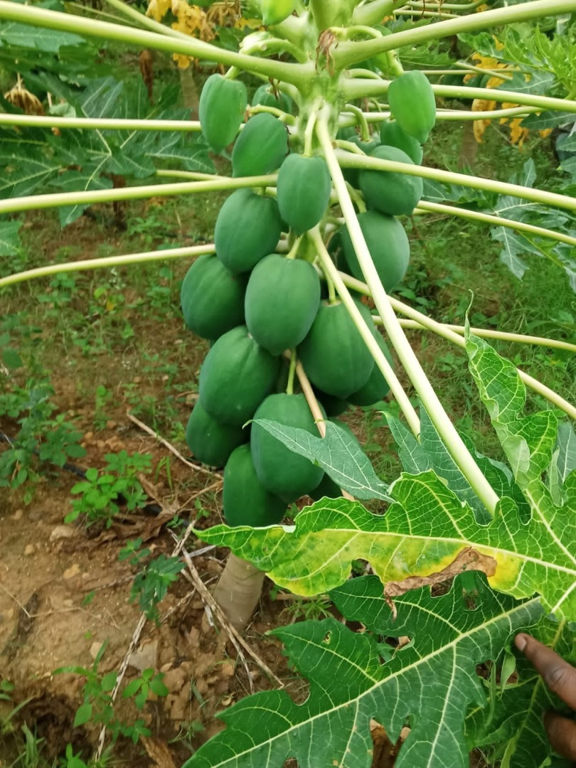 Papaya esta