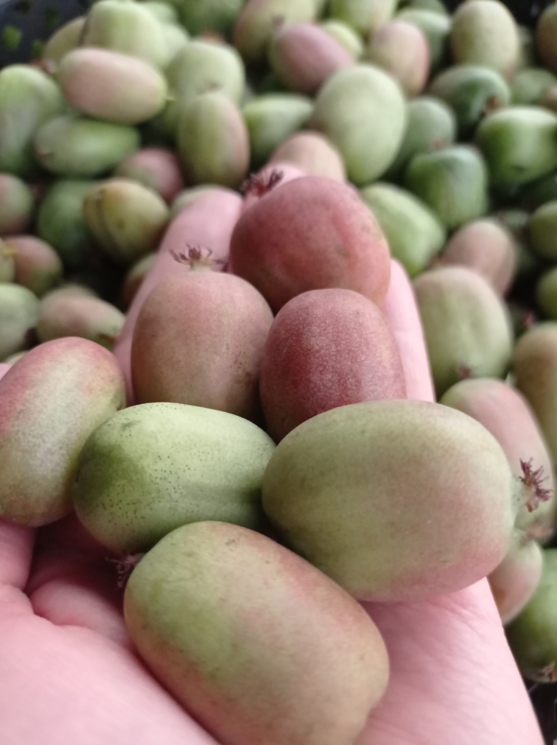 Venderé frutas KIWI BERRY (mini kiwi / baby kiwi)