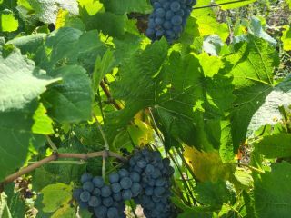 Hola. Venta de uvas Vides de alta calidad para