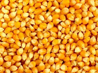 Maíz amarillo y blanco disponible. Condiciones de pago TT.