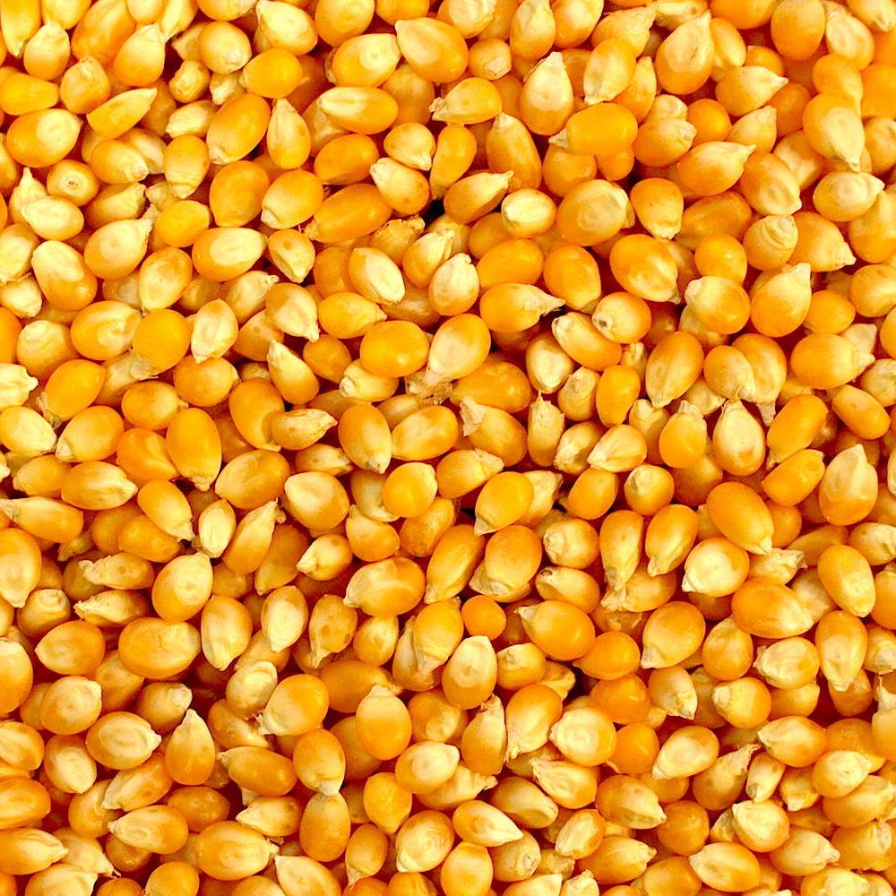 Maíz amarillo y blanco disponible