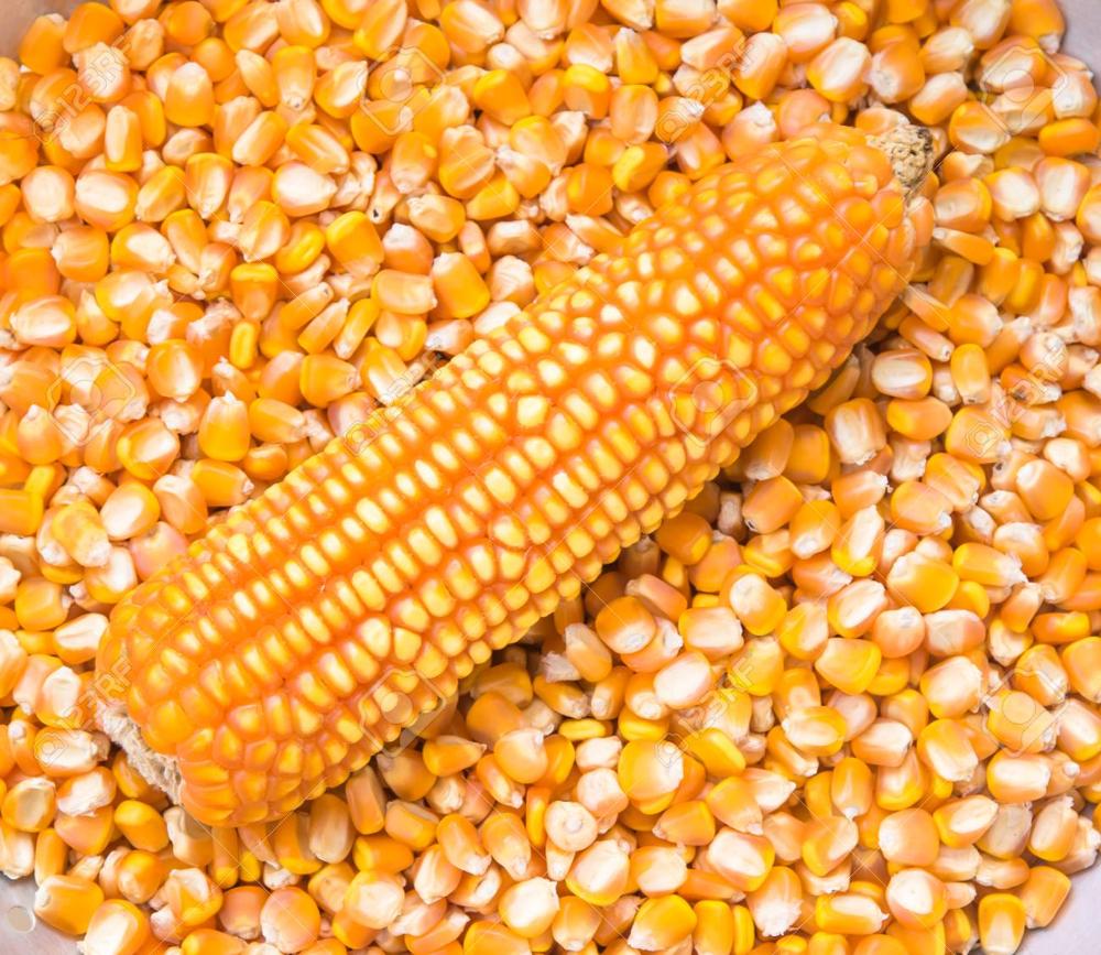 MAÍZ BLANCO Y AMARILLO, MAÍZ KERNEL ENTERO El maíz amarillo es una variedad de maíz dulce