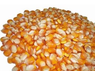 MAÍZ BLANCO Y AMARILLO, MAÍZ KERNEL ENTERO El maíz