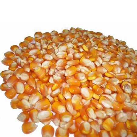 MAÍZ BLANCO Y AMARILLO, MAÍZ KERNEL ENTERO El maíz amarillo es una variedad de maíz dulce