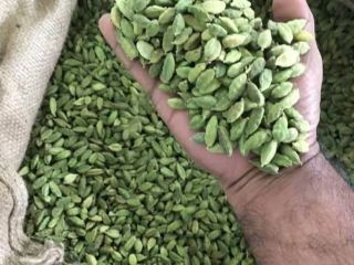Suministramos cardamomo negro / verde / marrón con los
