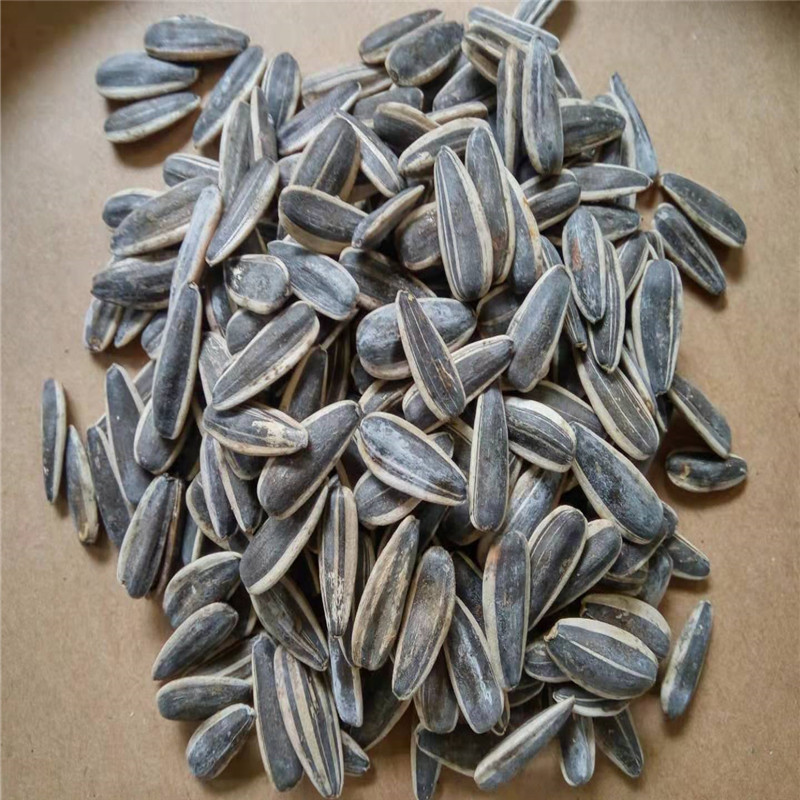 rop Black Sunflower Seeds Precio de alta calidad - Compre Black Sunflower Seeds, 2021 Semillas de girasol, Semillas de girasol Precio Producto en Tipo de