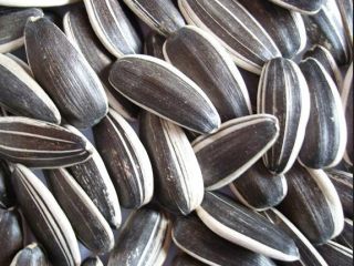 rop Black Sunflower Seeds Precio de alta calidad -