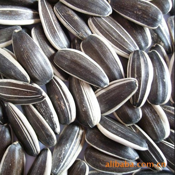 rop Black Sunflower Seeds Precio de alta calidad - Compre Black Sunflower Seeds, 2021 Semillas de girasol, Semillas de girasol Precio Producto en Tipo de