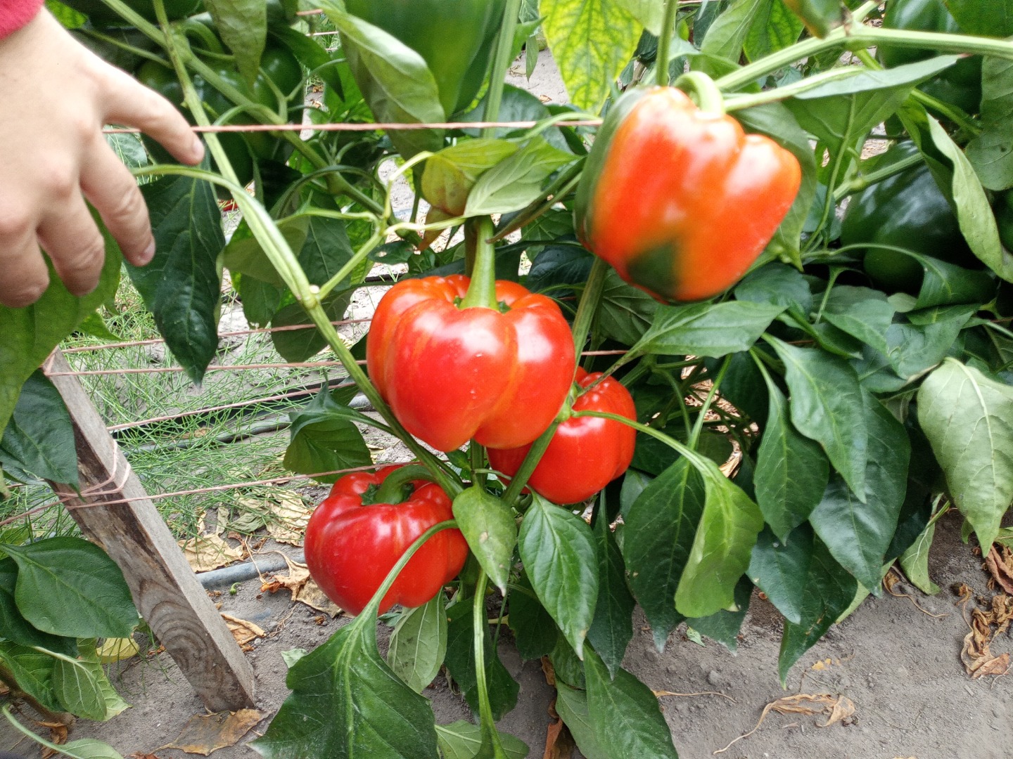 El productor de pimientos vende la cantidad de toneladas