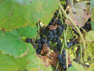 Hola uvas negras ecológicas Precio a acordar llamar al