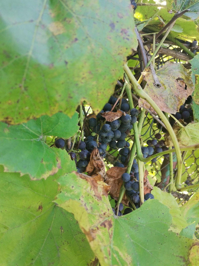 Hola uvas negras ecológicas Precio a acordar llamar al .