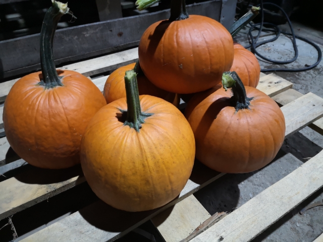 Venderé calabazas gomez
