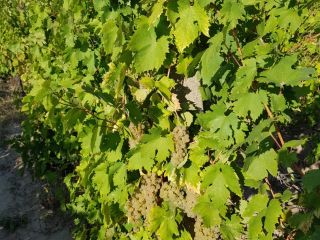 Uvas Riesling italianas 2-3 toneladas. Envíe un mensaje para