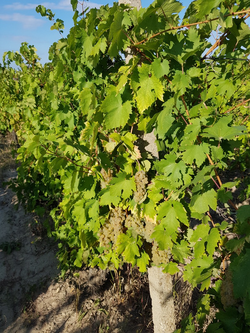 Uvas Riesling italianas 2-3 toneladas