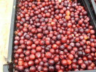 Venderé arándanos de frutos grandes de mi propia plantación.
