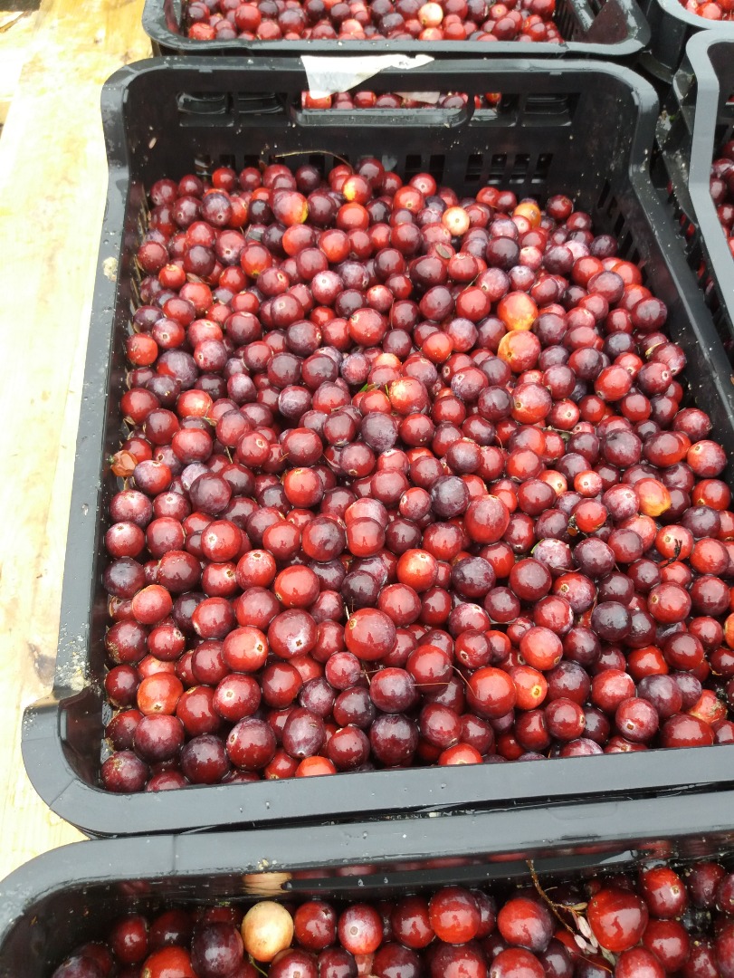 Venderé arándanos de frutos grandes de mi propia plantación