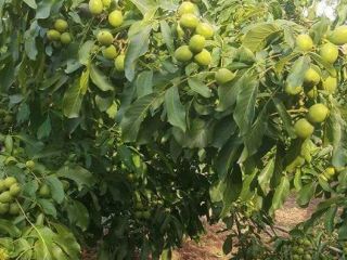 Vendo nueces en producción de cáscara 2021 Para más