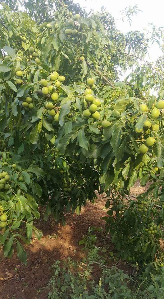 Vendo nueces en producción de cáscara 2021 Para más información