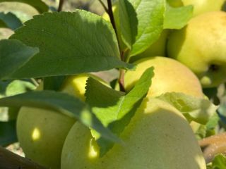 Mere golden delicios ecológico certificado