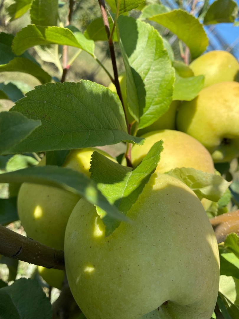 Mere golden delicios ecológico certificado