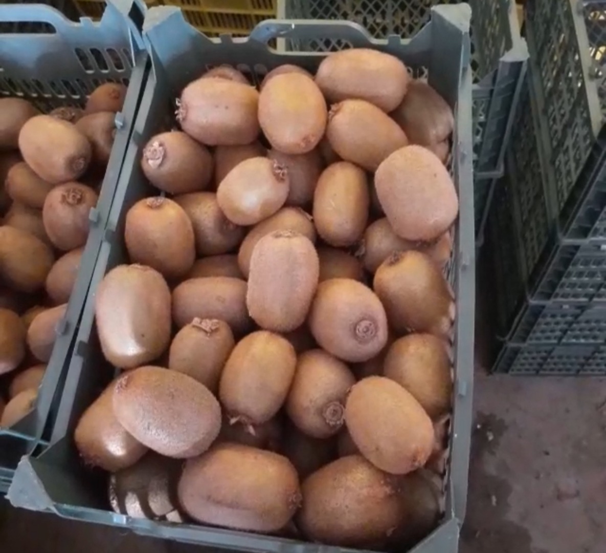 Ventas al por mayor de kiwi de grado 1 Directamente del fabricante Desde Irán a Polonia y países vecinos