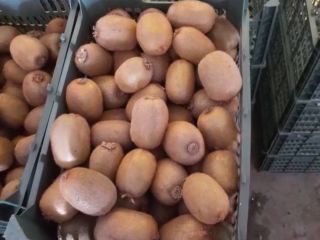 Ventas al por mayor de kiwi de grado 1