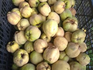 Venderé un membrillo de manzana de mi propio huerto,