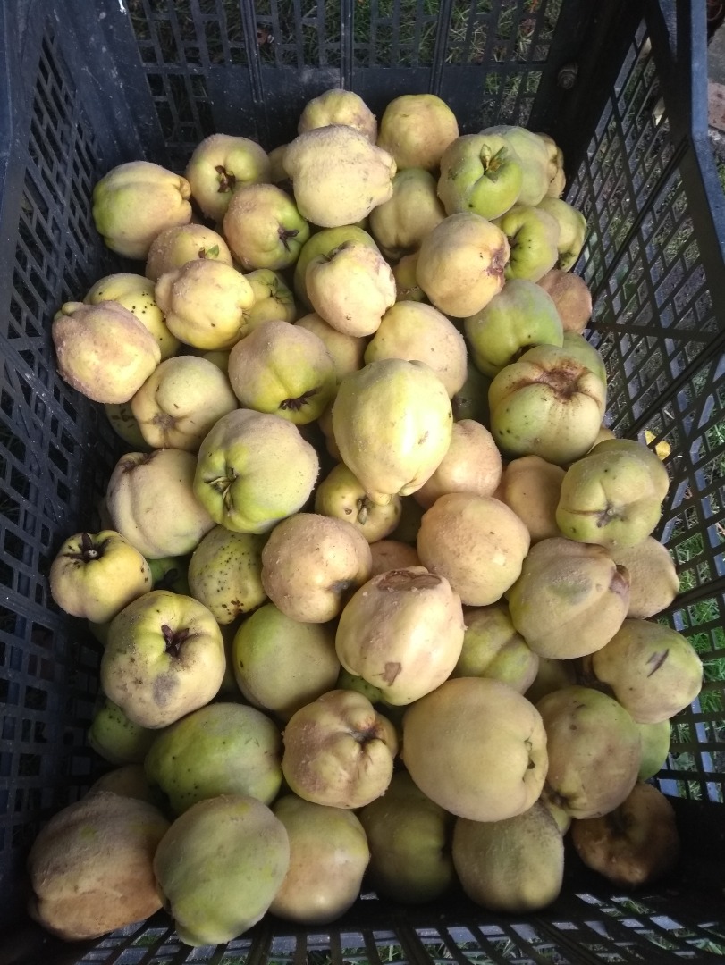 Venderé un membrillo de manzana de mi propio huerto, muy aromático, delicioso, no rociado