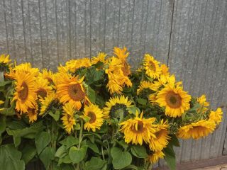 Hermoso girasol, cultivo ecológico. Bienvenido.