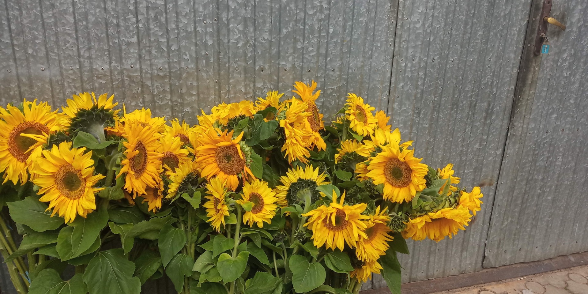 Hermoso girasol, cultivo ecológico