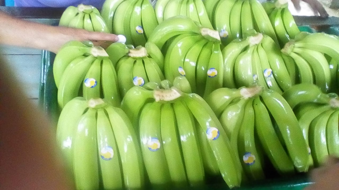 Banano o plátano de exportación calidad premium certificados para UE USA Canadá y otros países