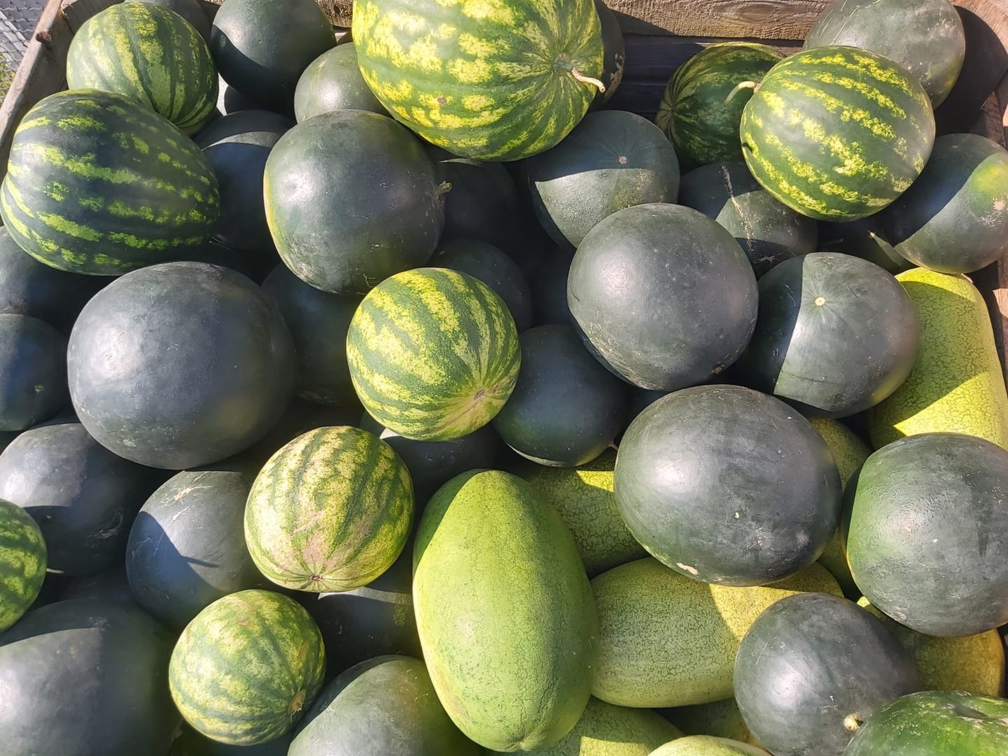 Venderé sandías de mi propio cultivo
