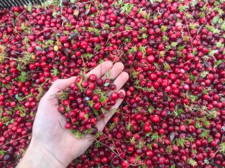 Precio de arándano rojo por kg, perfecto estado, limpio.