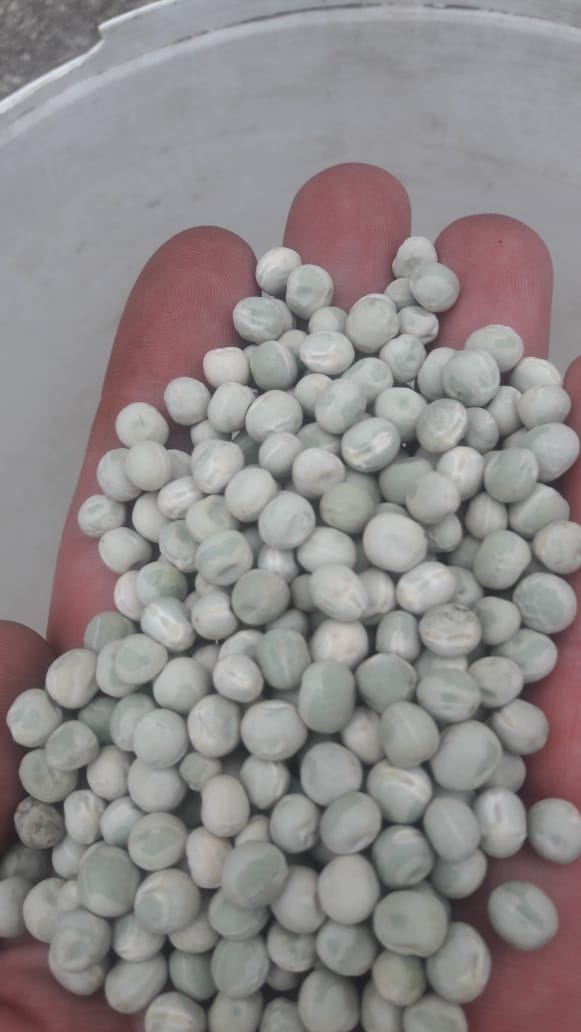 Venderé guisantes verdes procesados