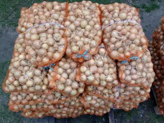 Venderé cebolla empaquetada a 70 groszy por kg, el