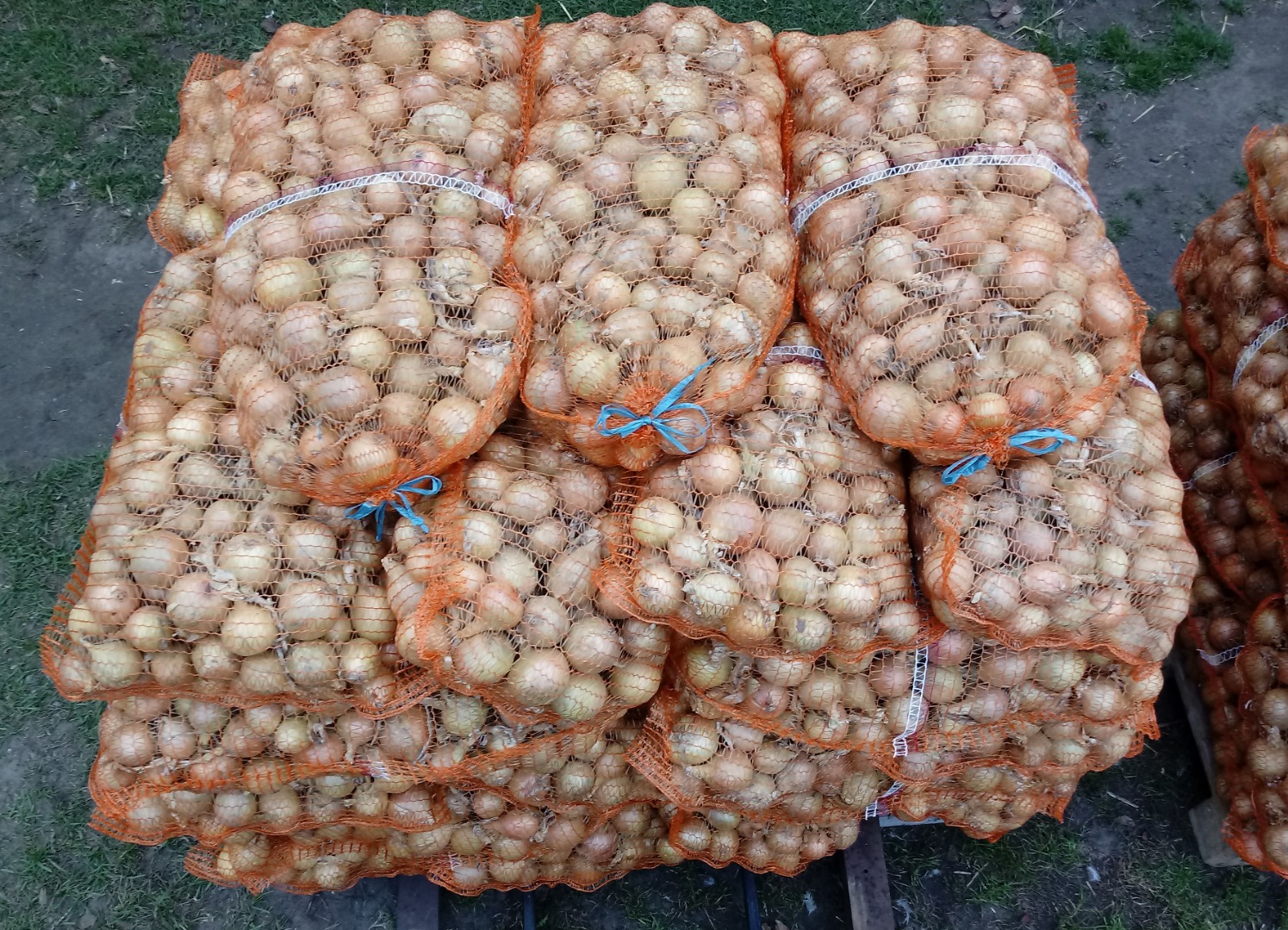 Venderé cebolla empaquetada a 70 groszy por kg, el tamaño de la bolsa a acordar con el cliente, o el precio a granel a negociar por teléfono