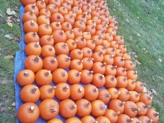 Vendo grandes cantidades de Calabaza, calibre 1-12 kg. Halloween