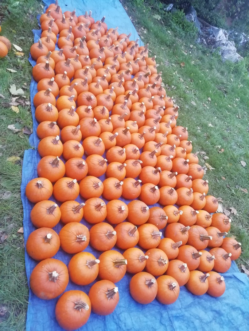 Vendo grandes cantidades de Calabaza, calibre 1-12 kg