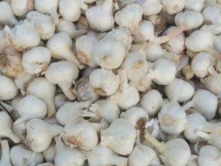 vendemos ajo blanco y rojo en toda europa el