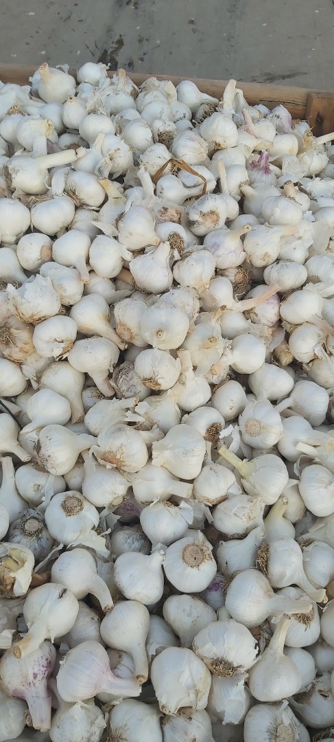 vendemos ajo blanco y rojo en toda europa el precio depende del tamaño y calidad pedido mínimo 20 toneladas para información adicional llamar al wuasap
