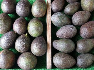AGUACATE Compre Aguacates El aguacate Hass tiene una forma
